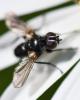 Phania sp.
